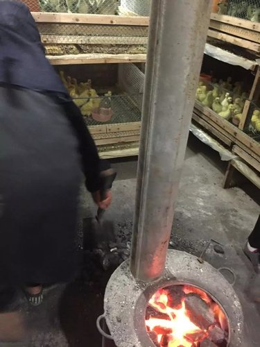 飼養貴州鵝苗的關鍵技術有哪些