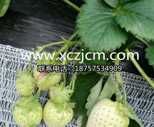 草莓苗移栽的具体细节