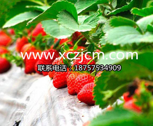 草莓苗病菌病的感染和传播特点