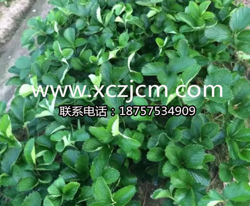 红颜草莓品种介绍及栽培技术要点