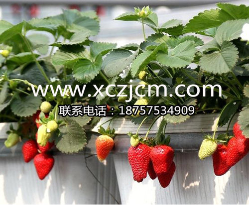 秋季草莓种苗要如何管理