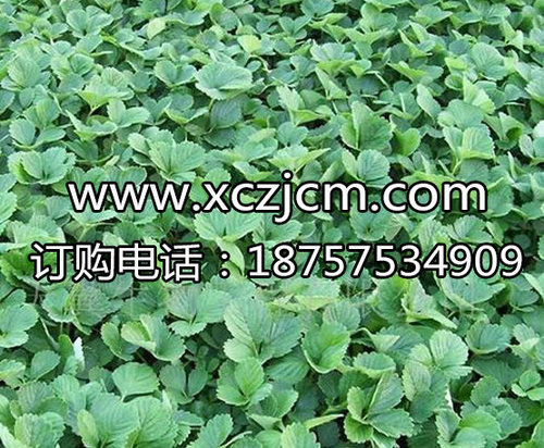 草莓杂草防除,如何防治草莓杂草?