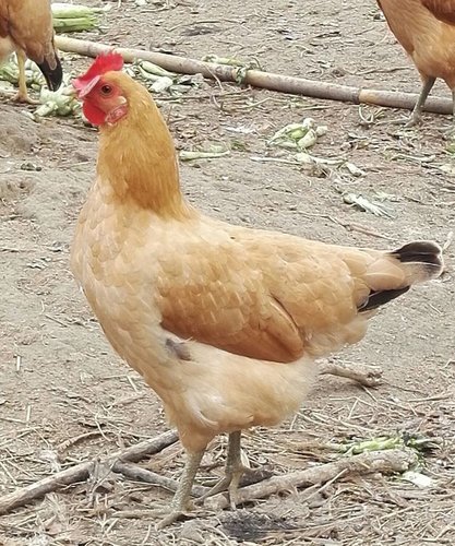 土雞苗的介紹
