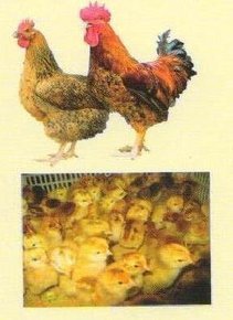 贵阳鸡苗的孵化方式