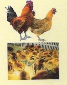 贵阳鸡苗批发商给您讲述贵阳土鸡的品貌特征
