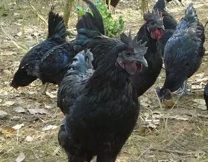贵州肉鸡苗孵化场报价表:适当的密度利于鸡苗的生长