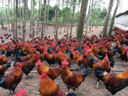 贵阳小鸡苗批发价格:土鸡苗的饲养密度及方式