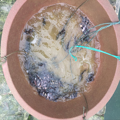 中华胭脂鱼苗的批发价-海商网,水产品及制品产