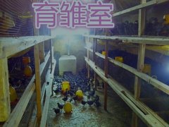 貴陽土雞苗專業養殖