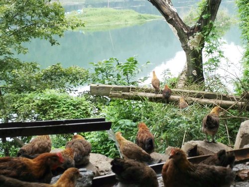 贵州土鸡养殖场