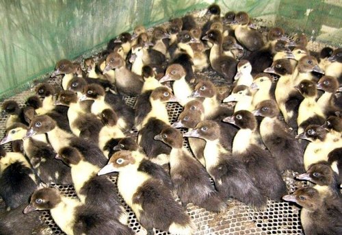 貴州鴨苗怎樣養殖才能降低成本