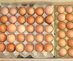 武鸣鸡蛋供应市场