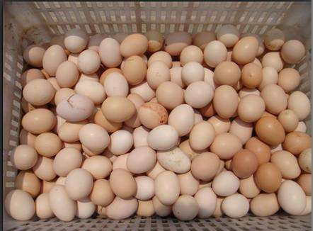 购买初生鸡蛋怎么分辨