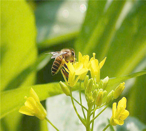 遵义蜜蜂养殖小特点