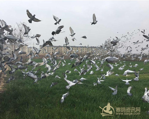 如何挑选一只体质优良的幼鸽