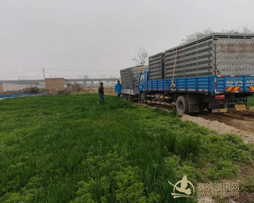 赛鸽夏季须食用抗热药物