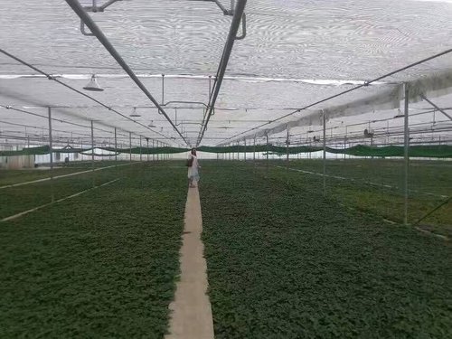 如何解决温室大棚湿度大的问题?
