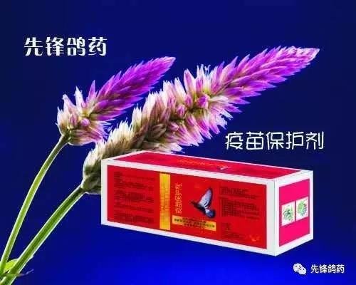 鸽的免疫接种方法有那几种