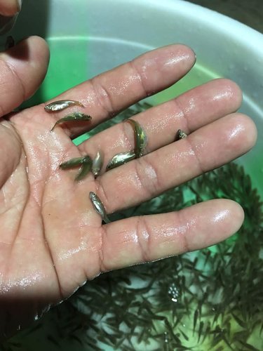 鳊鱼代谢障碍综合症的症状