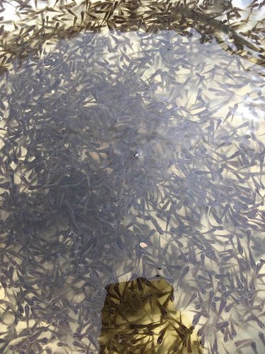 准备养鱼你需要做的事