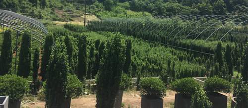 绿化大苗的培育技术:水肥管理