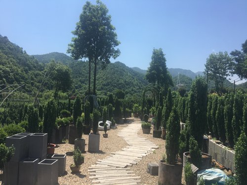 直立冬青基地