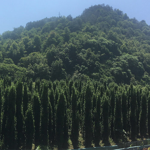 冬青基地哪里有
