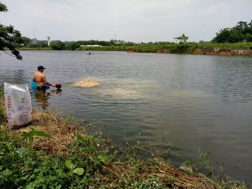 鱼苗池条件是什么?