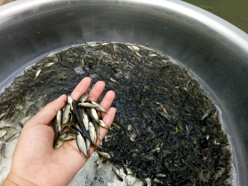 广西鱼苗-鱼苗养殖技术-鱼病诊断的方法: