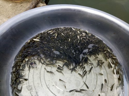 草鱼肠炎不简单 养殖户要小心处理