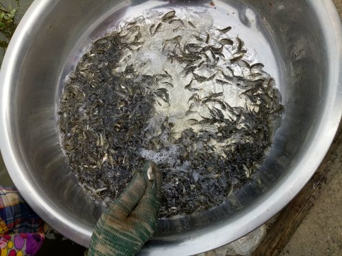 中草药在鱼疾病防治中的几种常用应用