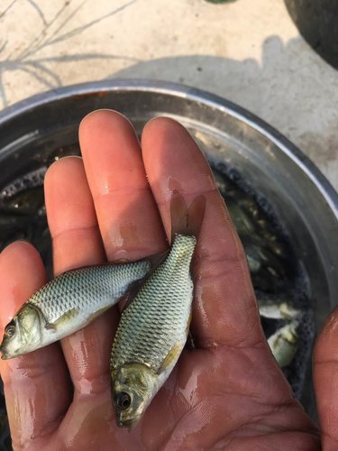 鱼苗成活率保证了养殖出的效益
