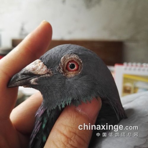 关于赛鸽驱虫的小妙招