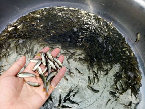 常规鱼鱼种培育的几点要求