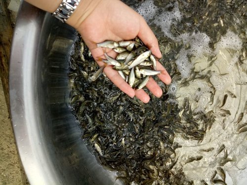 养殖什么鱼苗前景好