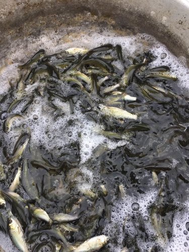 中草药在鱼疾病防治中的几种常用应用