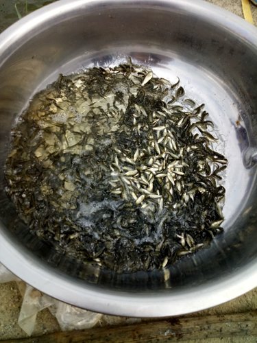防治鱼病巧用盐