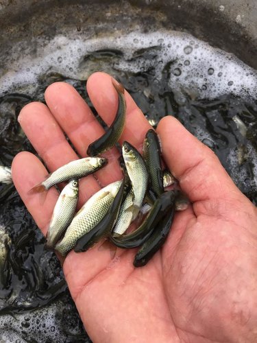 泥鳅养殖池塘要注意哪些事情