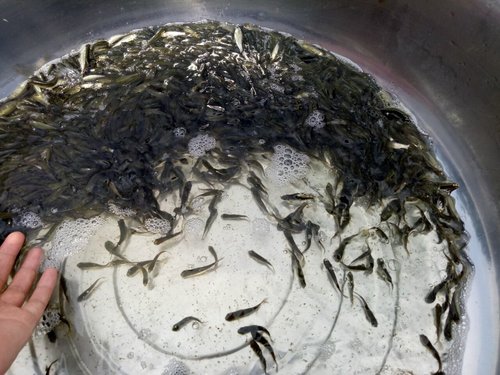 草鱼代谢障碍综合症治疗新突破