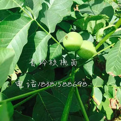 核桃苗土壤耕翻和栽培方法》新聞報道