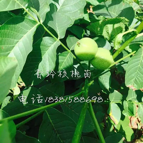 核桃苗土壤耕翻和栽培方法》新聞報道