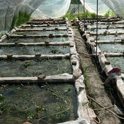 眉山市志勤牛蛙养殖有限公司