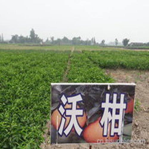 丹棱大雅柑苗水果合作社中秋节休息通知