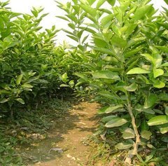 淑乡果业给你介绍大雅柑果苗的种植技术
