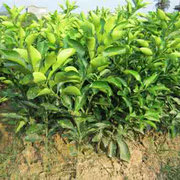 眉山市鳌山水果種植專業合作社