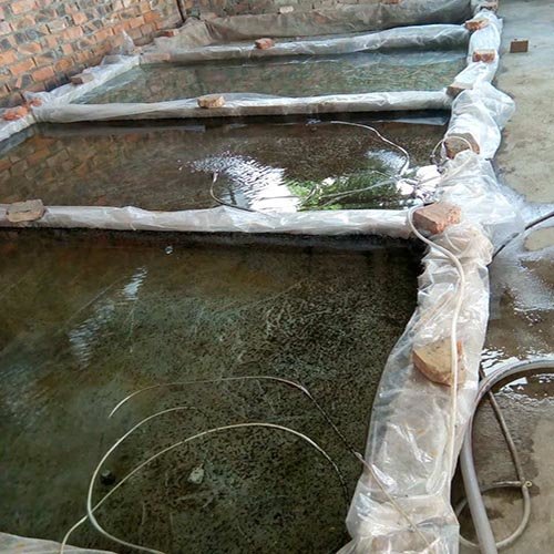 乐山牛蛙对身体的好处》新闻报道