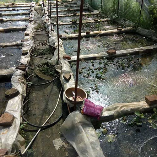 乐山吃牛蛙肉补什么》新闻报道