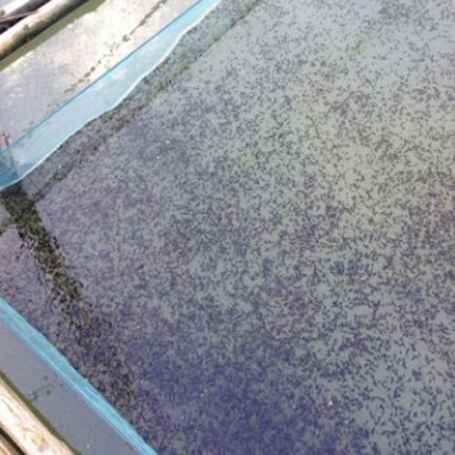 牛蛙流水式养殖方法