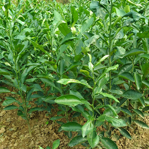 庭院果树种植的相关知识