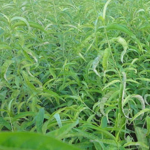 油桃是什么品种